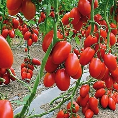 baloven-sudby-9-152497