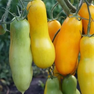 bananchik-main-168777