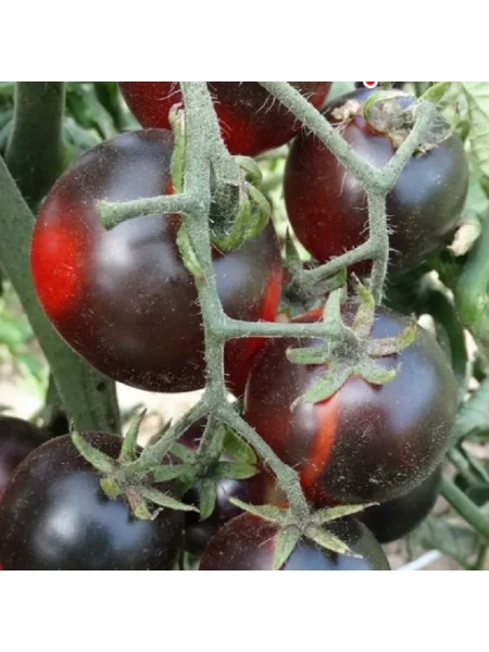 bandol-blyuz-3-156906