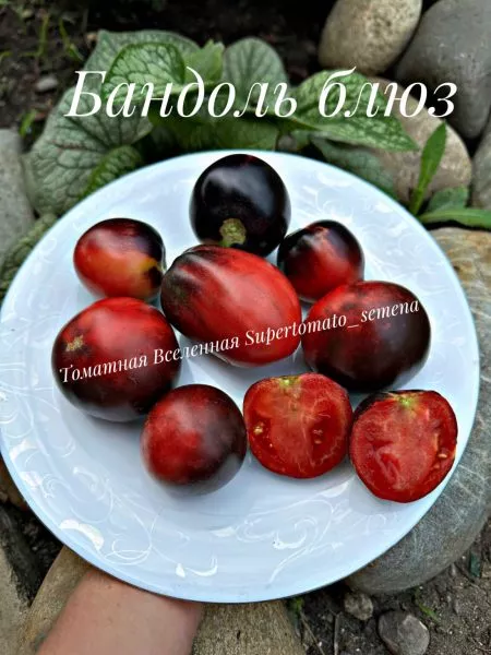 bandol-blyuz-4-156906