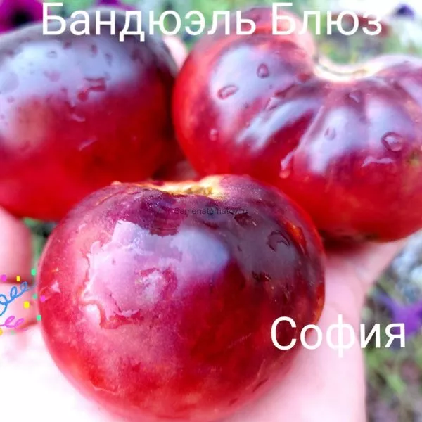 bandol-blyuz-6-156906