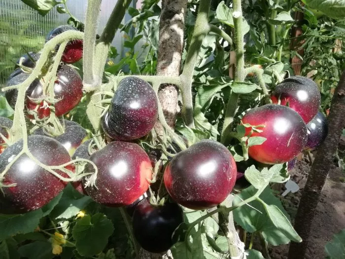 bandol-blyuz-9-156906