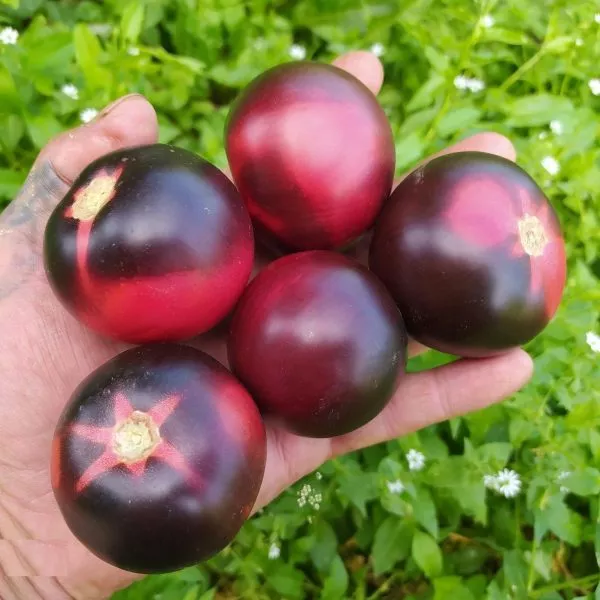 bandol-blyuz-main-156906