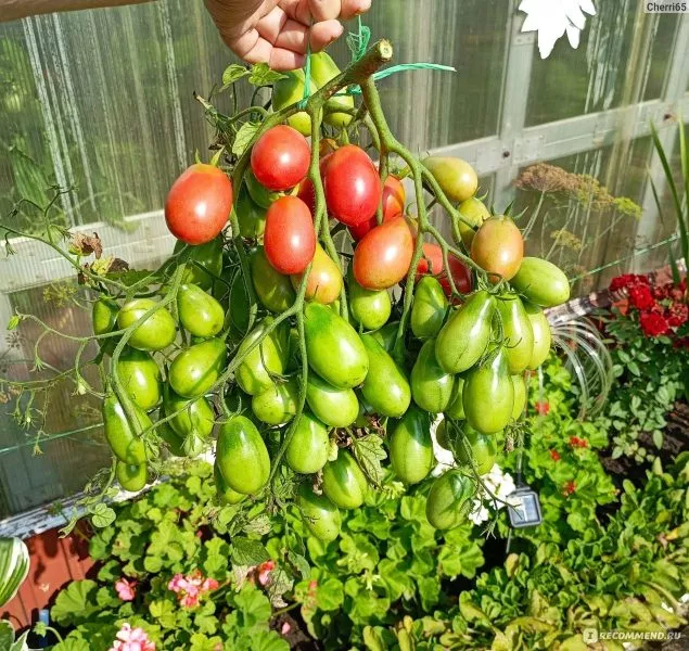 batterflyay-2-135001