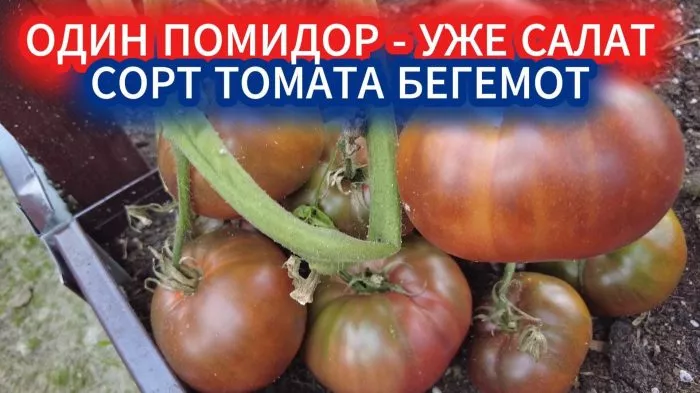 begemot-korichnevyy-3-142440