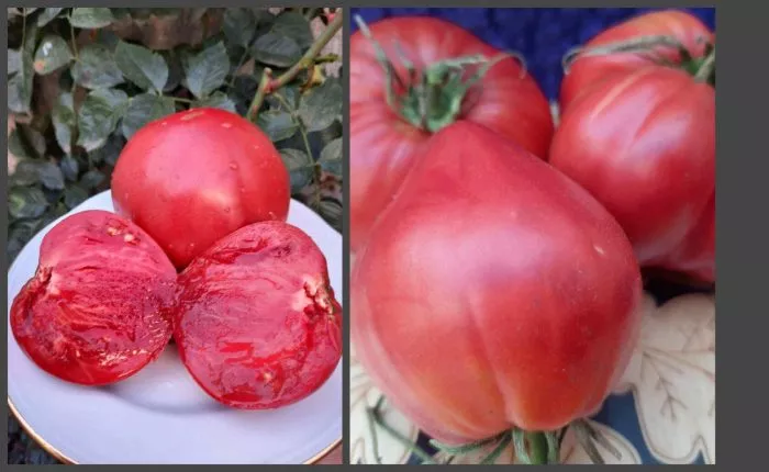 berezanskoe-serdtse-4-167448