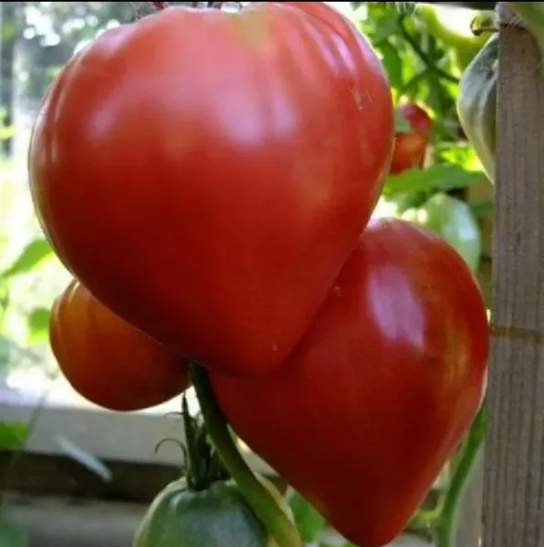 berezanskoe-serdtse-5-167448