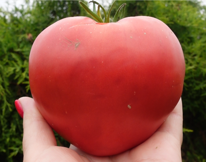 berezanskoe-serdtse-6-167448