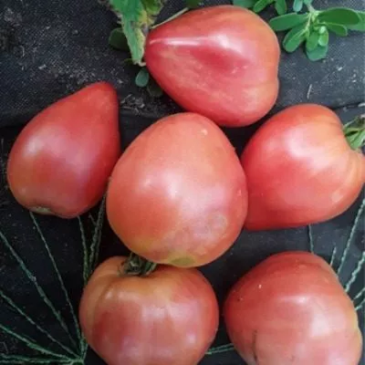 berezanskoe-serdtse-8-167448