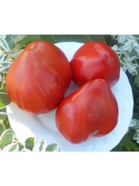 berezanskoe-serdtse-main-167448