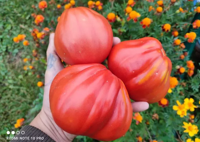 best-bestos-1-150245