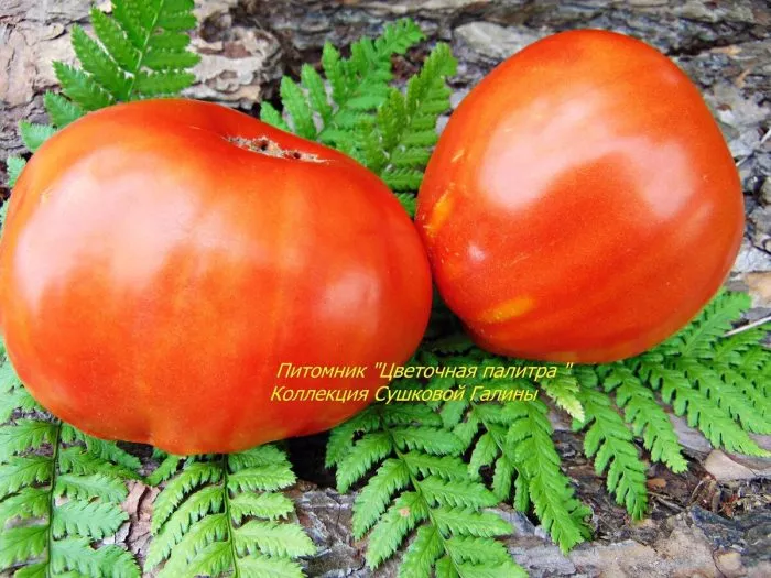 best-bestos-10-150245