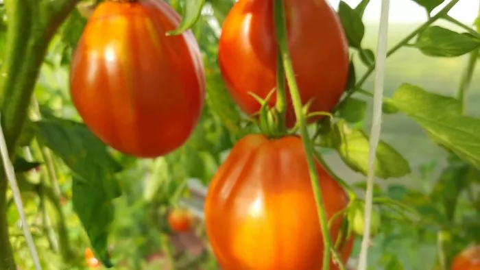 best-bestos-3-150245