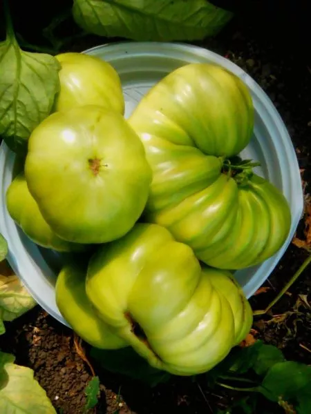 best-bestos-4-150245