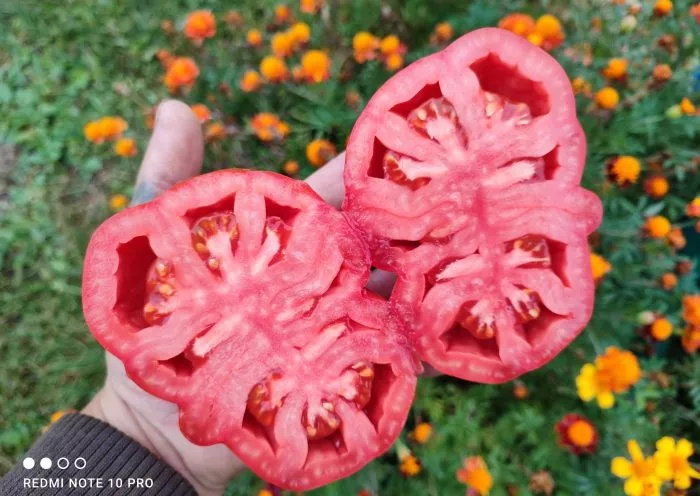 best-bestos-5-150245