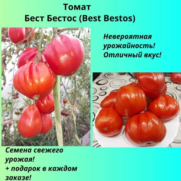 best-bestos-6-150245