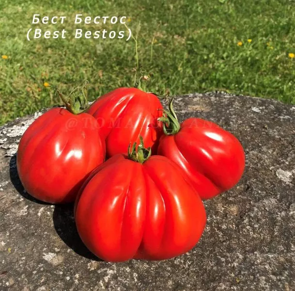 best-bestos-main-150245