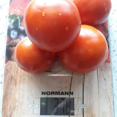 betalyuks-main-148148