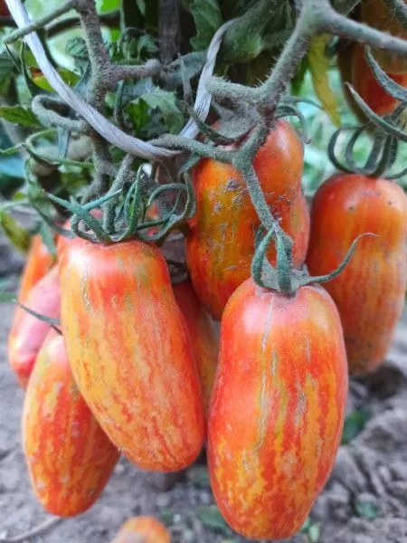 bezumie-kasadi-1-148814