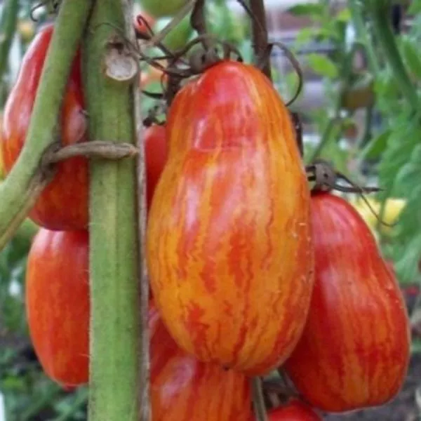 bezumie-kasadi-2-148814