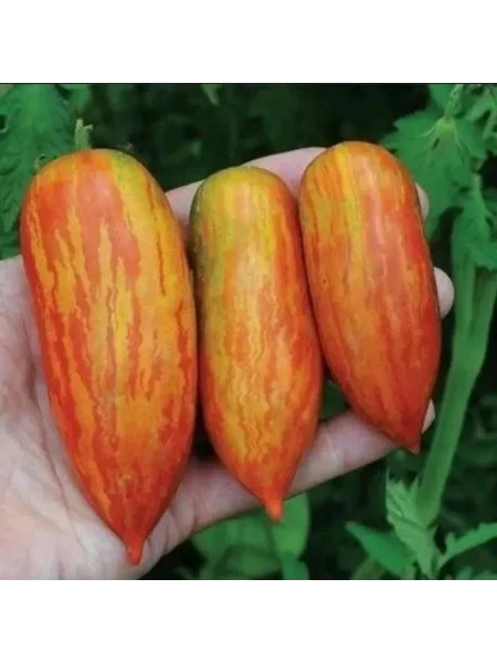 bezumie-kasadi-3-148814