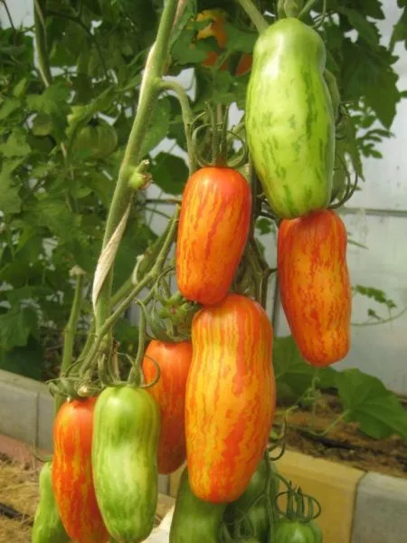 bezumie-kasadi-4-148814