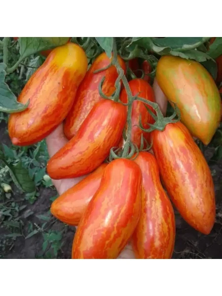 bezumie-kasadi-5-148814