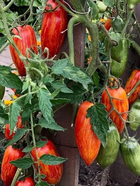 bezumie-kasadi-6-148814