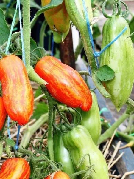 bezumie-kasadi-7-148814