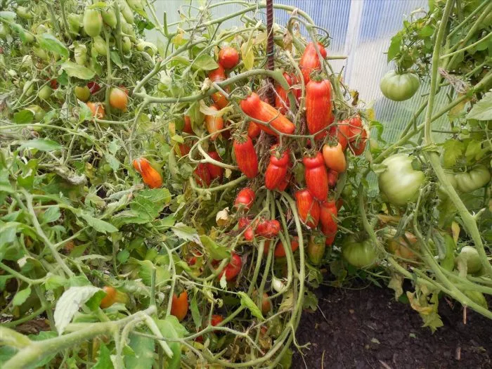 bezumie-kasadi-8-148814