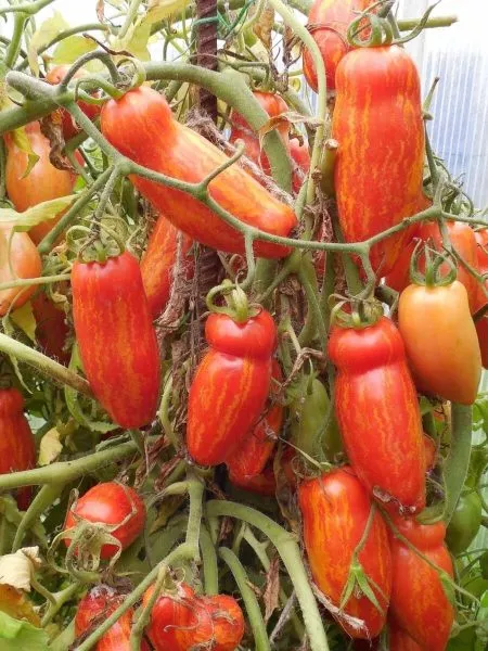 bezumie-kasadi-9-148814