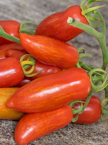 bezumie-kasadi-main-148814