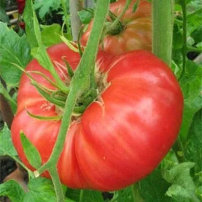 biyskaya-roza-3-143057