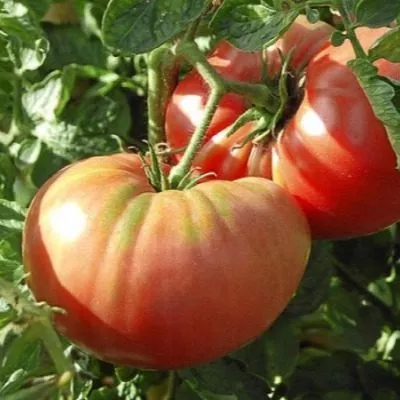 biyskaya-roza-5-143057