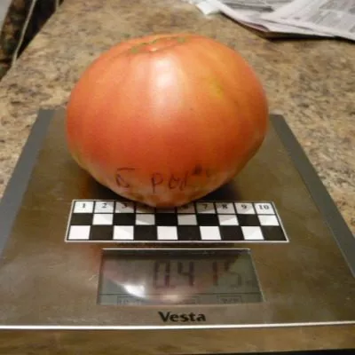 biyskaya-roza-6-143057