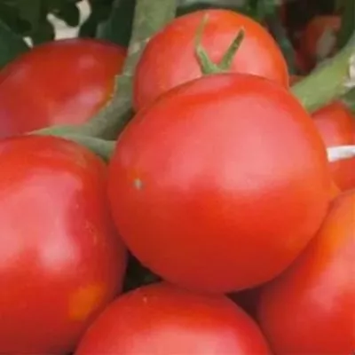 biznes-ledi-3-150364