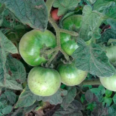 biznes-ledi-6-150364