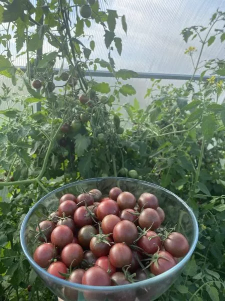 blek-cherri-3-167198