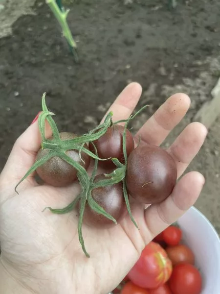 blek-cherri-6-167198