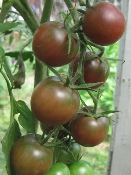 blek-cherri-7-167198