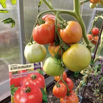 bliznyashki-3-167951