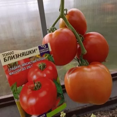 bliznyashki-5-167951