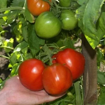 bliznyashki-main-167951