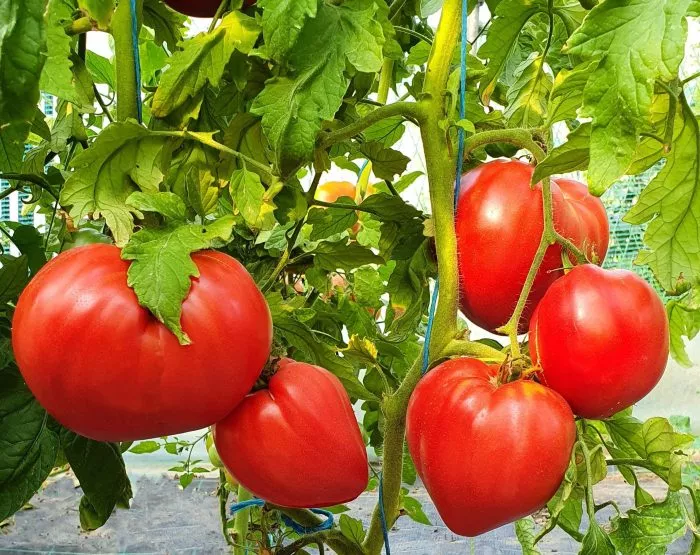 bobbi-bobbie-1-138308