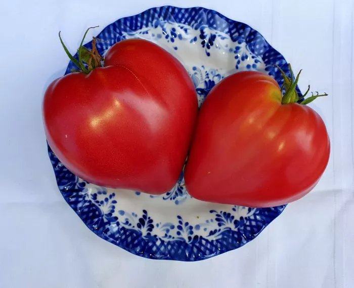 bobbi-bobbie-5-138308