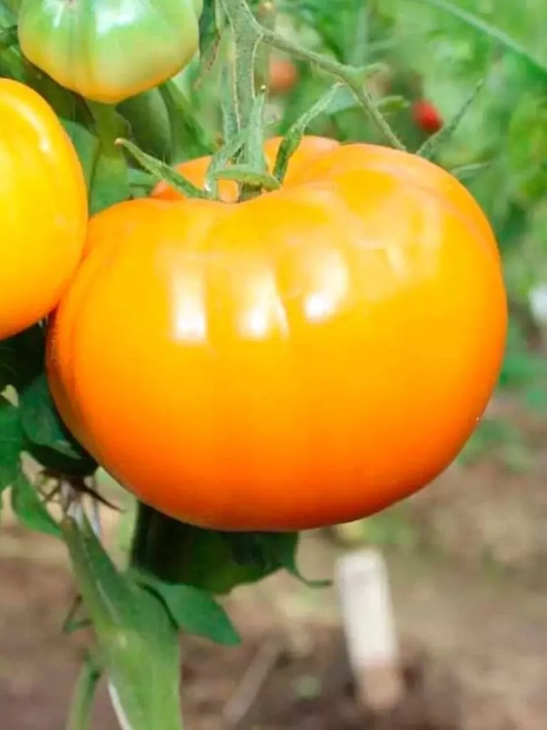 bochka-meda-1-133665