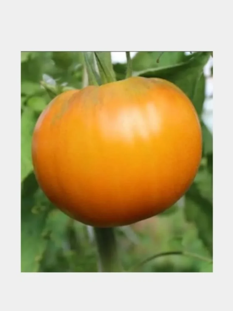 bochka-meda-2-133665