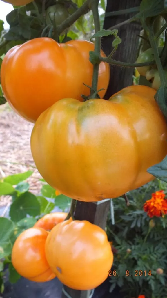 bochka-meda-3-133665