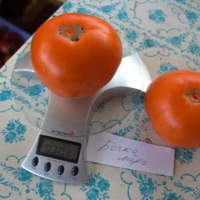 bochka-meda-6-133665