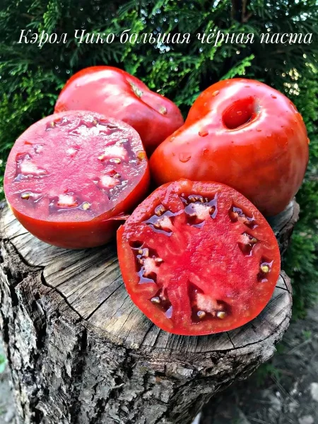 bolshaya-pasta-kerol-chiko-1-159092